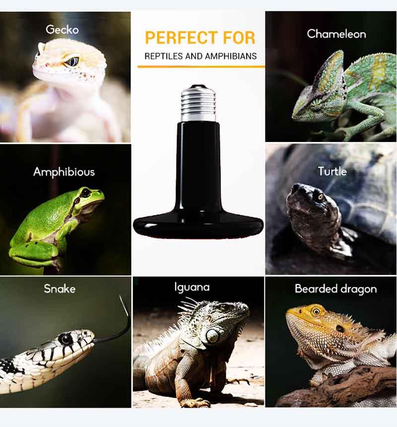 Pet Far Infrared Emitter Heat Lamp Bulb application Pet Far Infrared Emitter Heat Lamp Bulb application